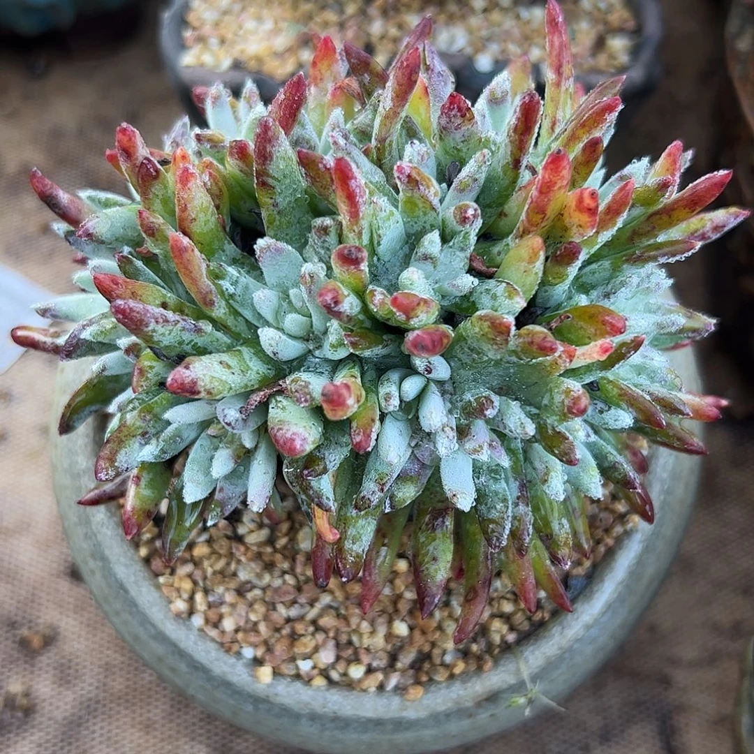 3993海瑟缀化仙女杯多肉