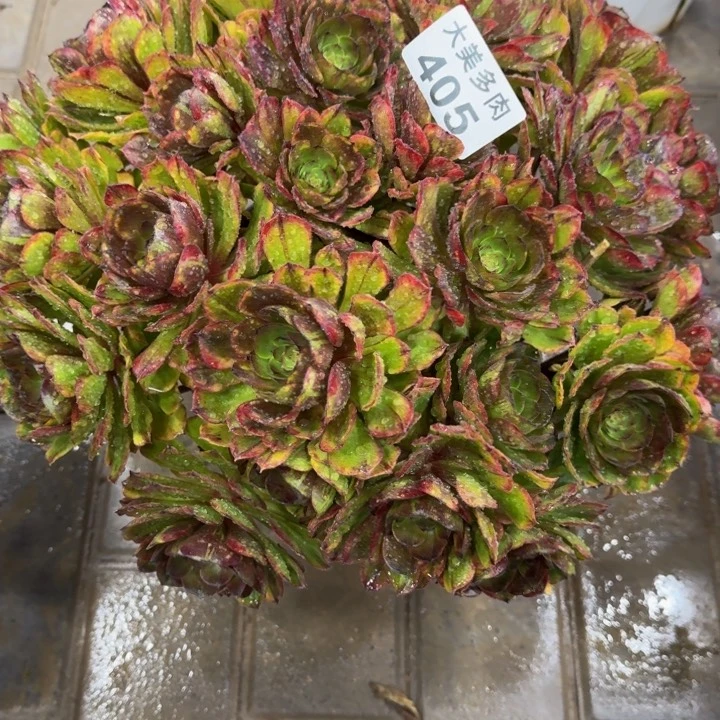 观****）斑斓丛林405肉肉