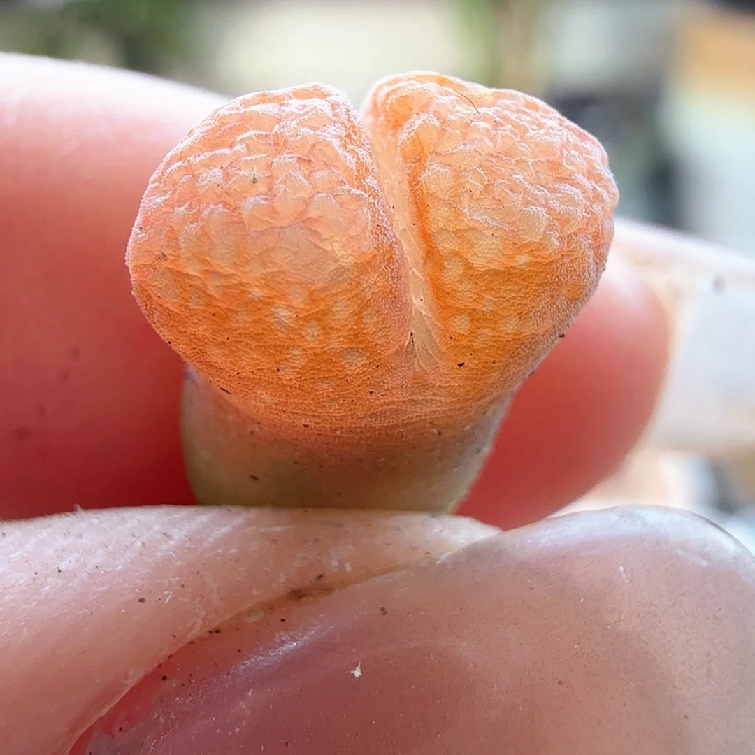 2.2.85/橘色风铃/控养尺寸小