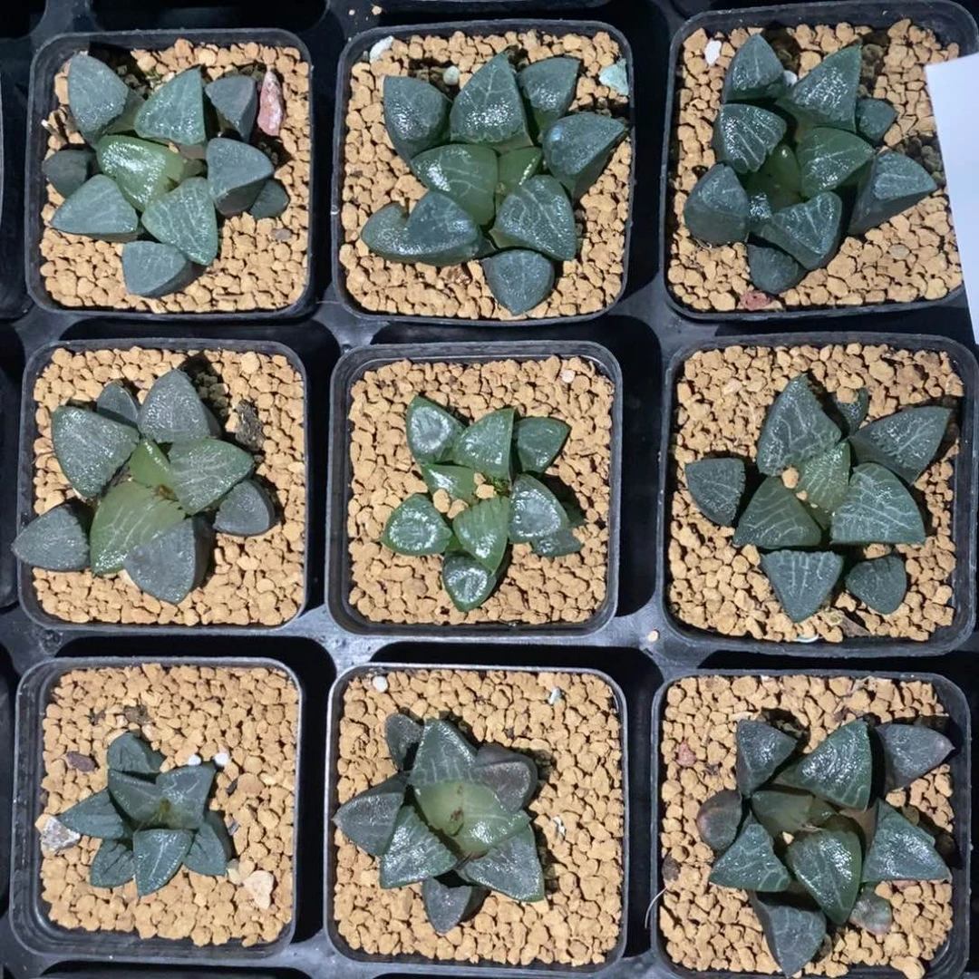 1812 一颗实生大克苗 高货