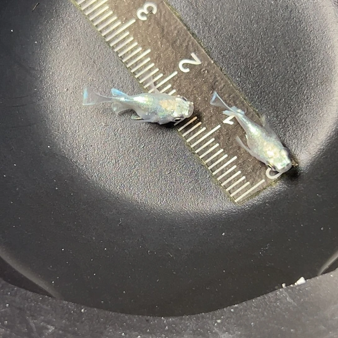 海水天使球一组17号