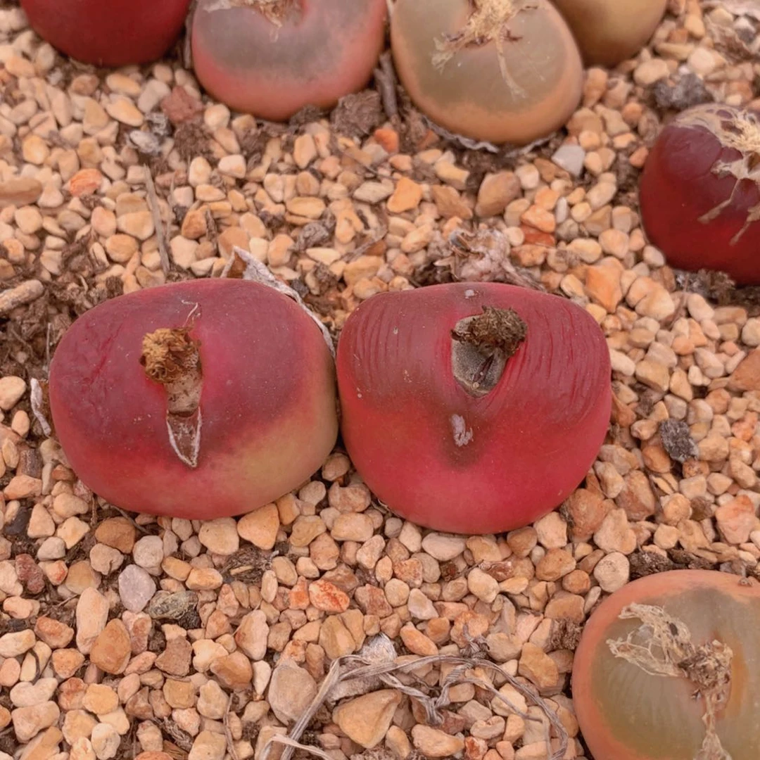 45588888888588858888865