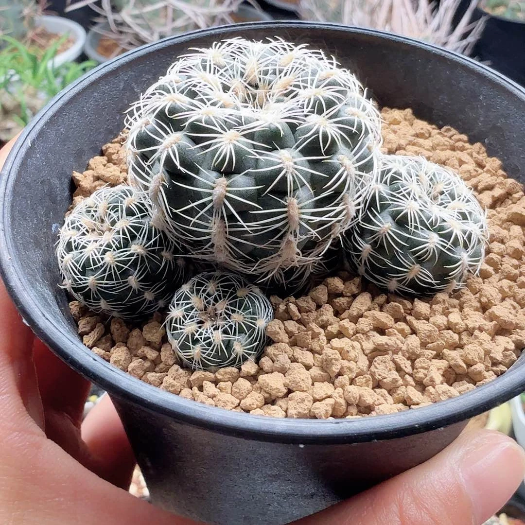 实生罗星丸脱土发货