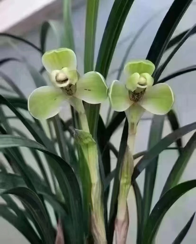 兰花春兰宋梅5苗