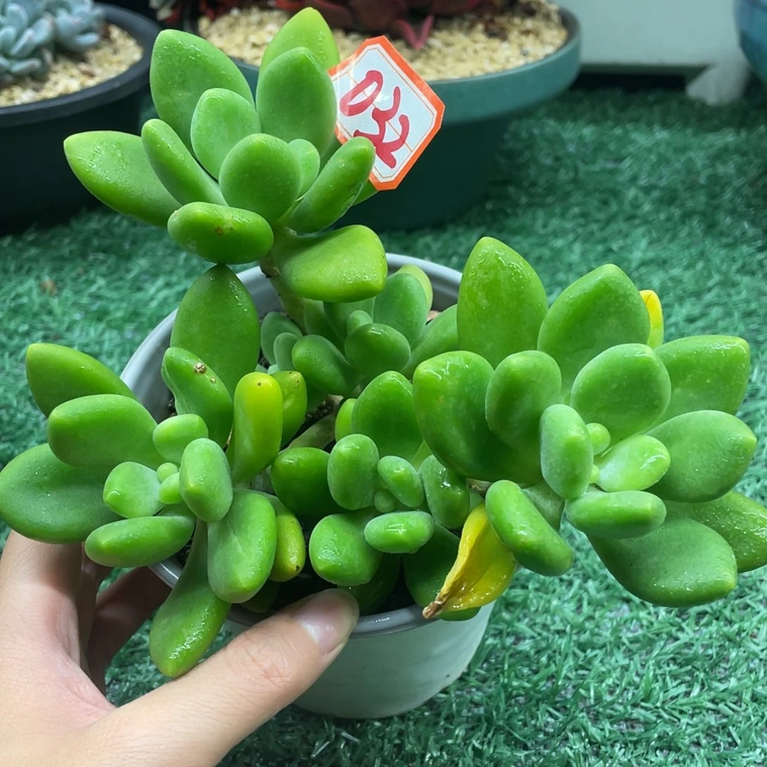 032一物一一拍一拍