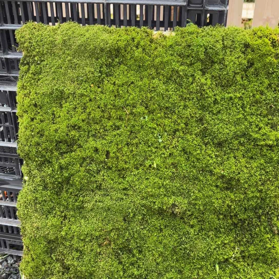 老*大棚转让苔藓一板