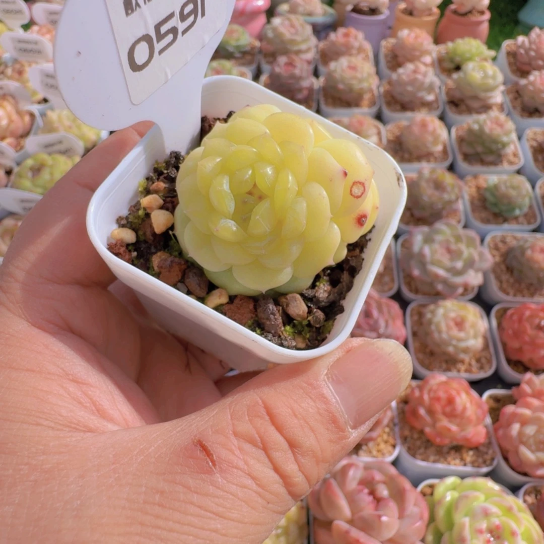 多肉植物杂交0591