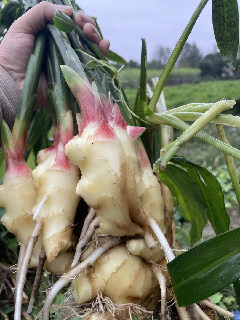 信阳光山新鲜现挖小黄姜红芽嫩姜可用于泡姜凉拌的时令蔬菜