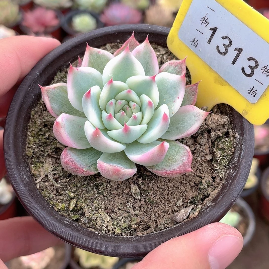 吉娃娃锦1313号多肉