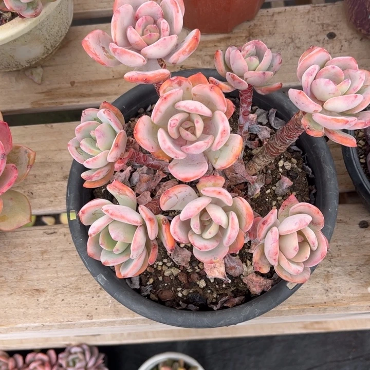 白月光多肉植物0153