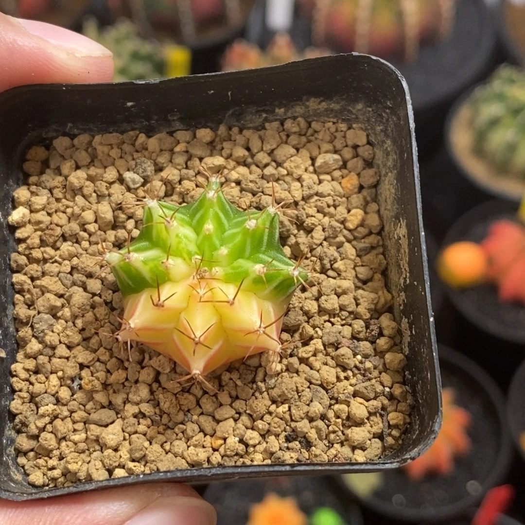 小米哈—脱土发货10