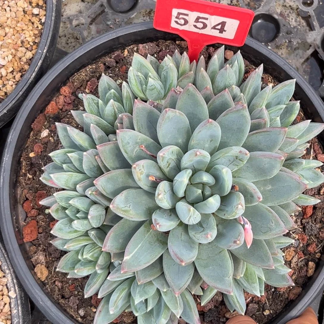 多肉植物554红蛋群