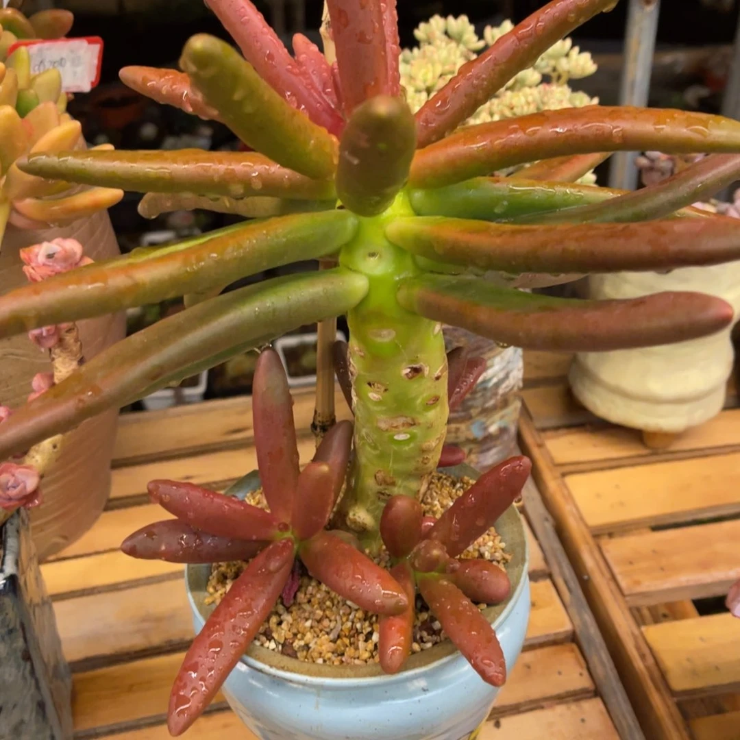 @**蒙7676767868338383853