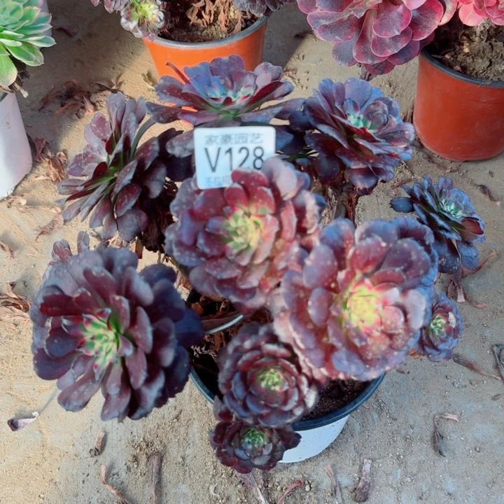 128美姬官服22左右2