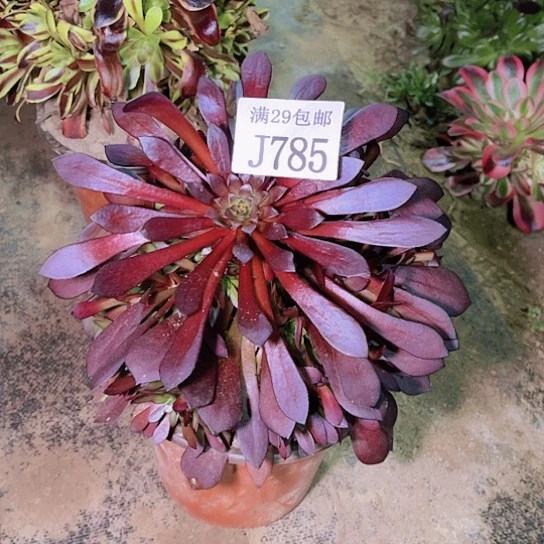 785紫铜多肉植物