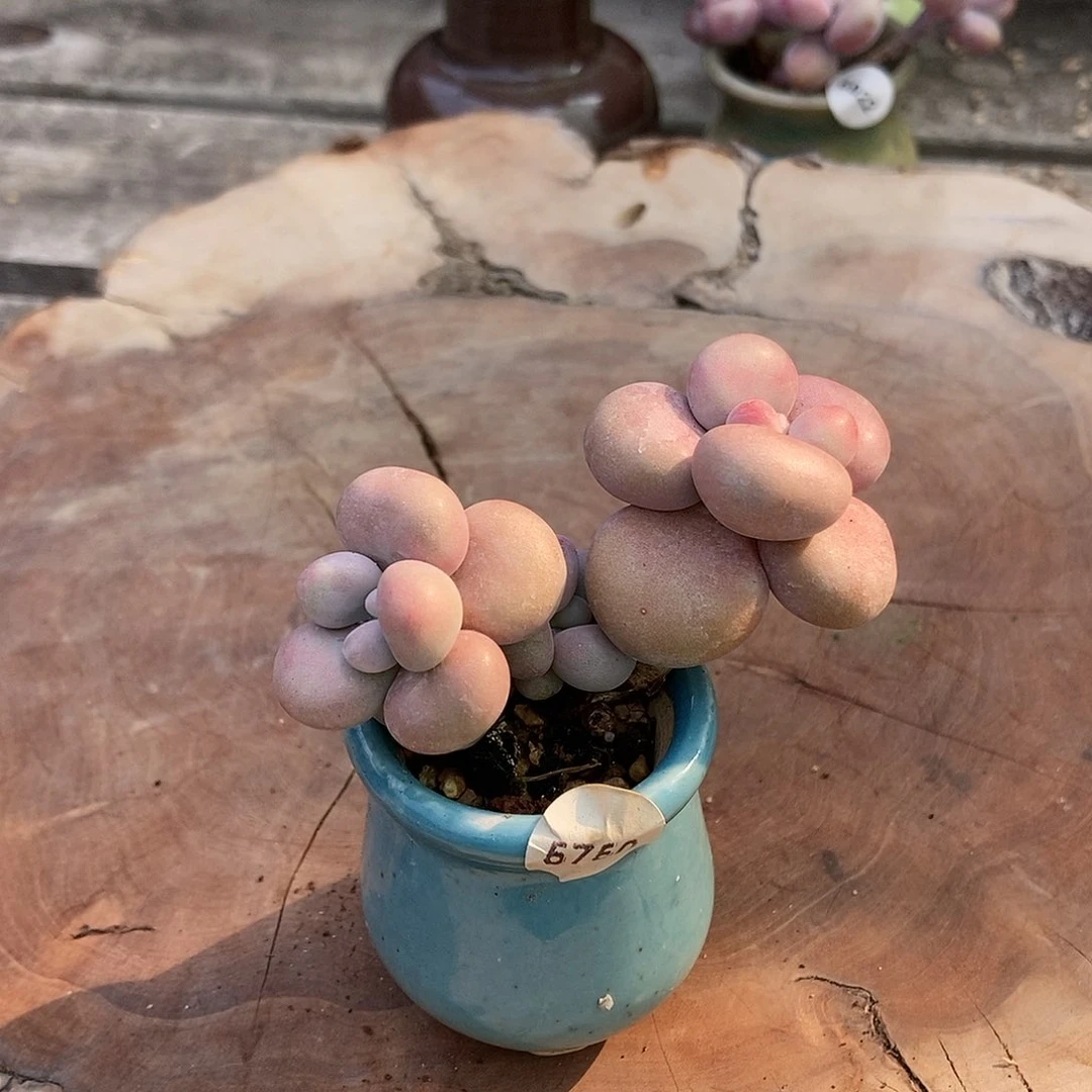 5750糖果腰子蛋带盆土