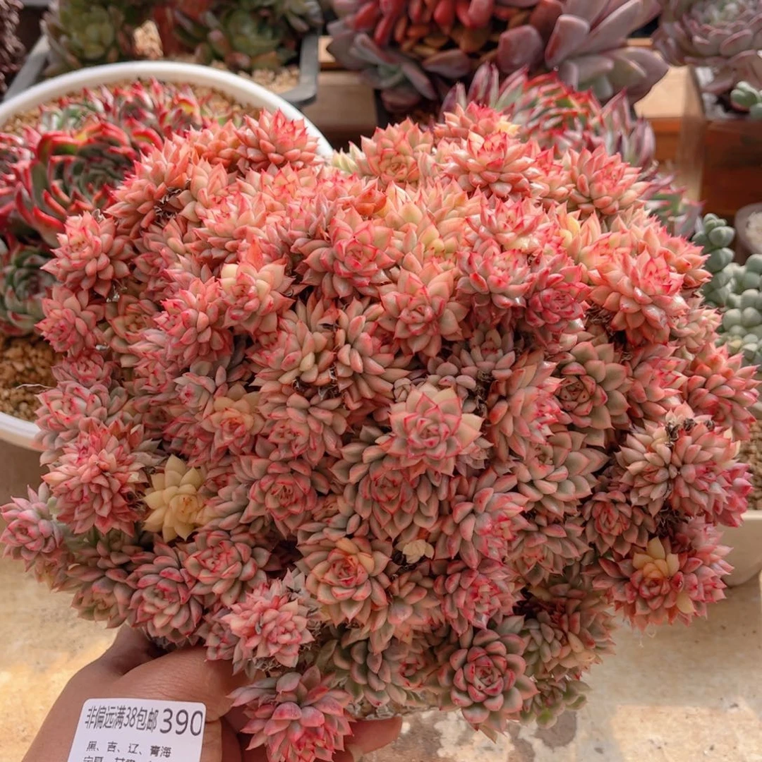 390女雏锦德华多肉