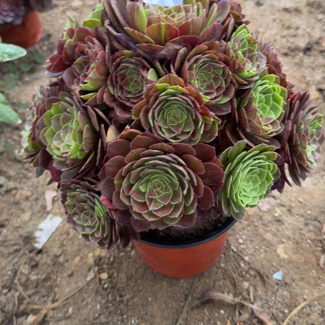 多**物887花月夜。多肉植物