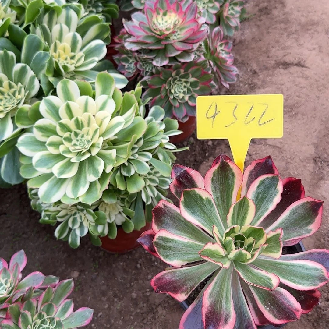 4322---魅影多头多肉