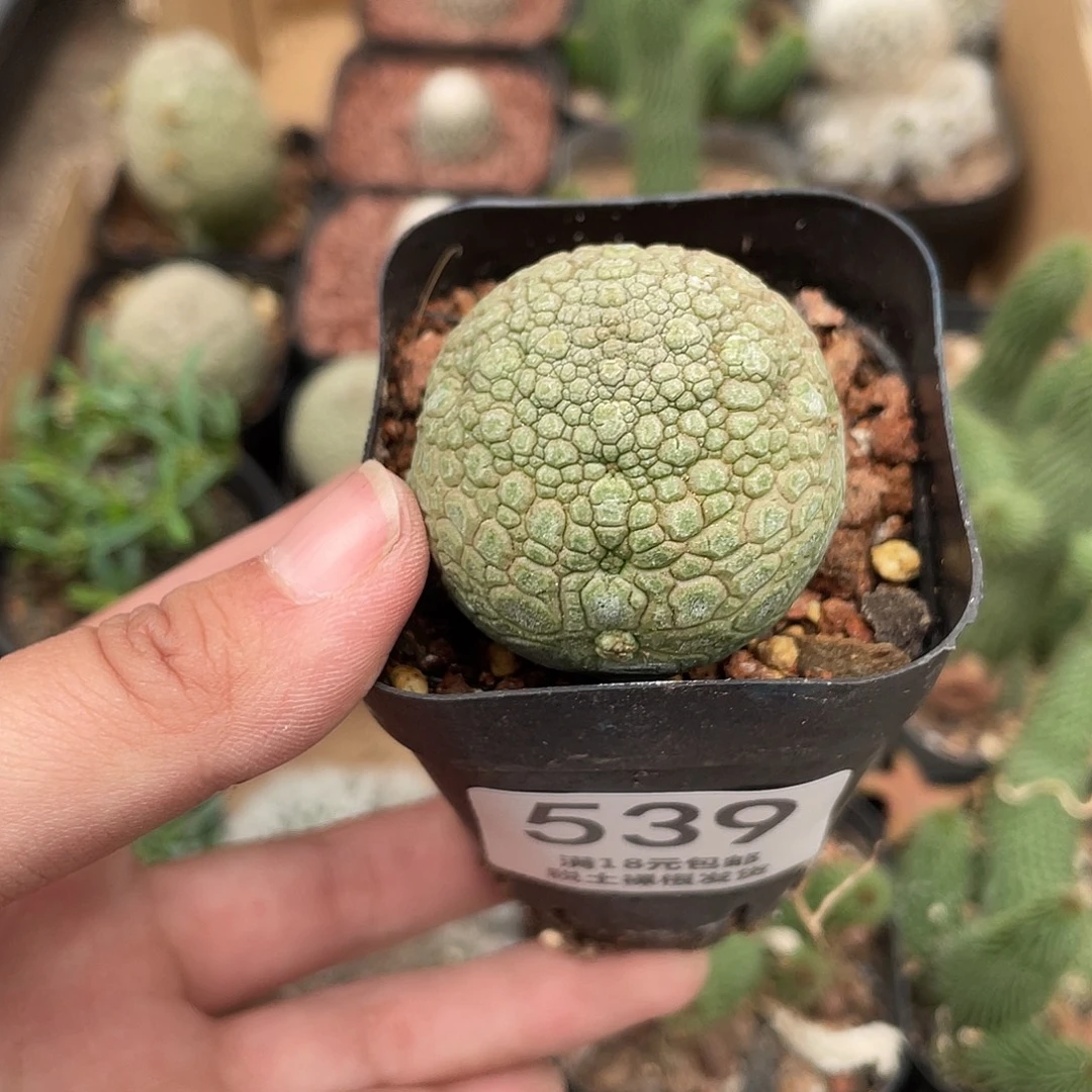 阿***哒539凝蹄玉仙人球植物