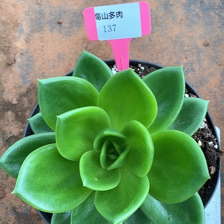 川***瑞137-直播福利 翠花