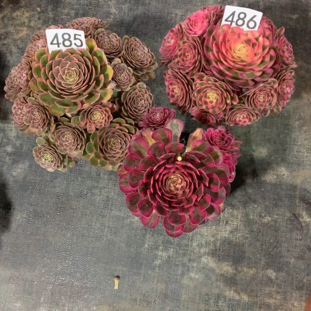 倾城486粉花妖485组合