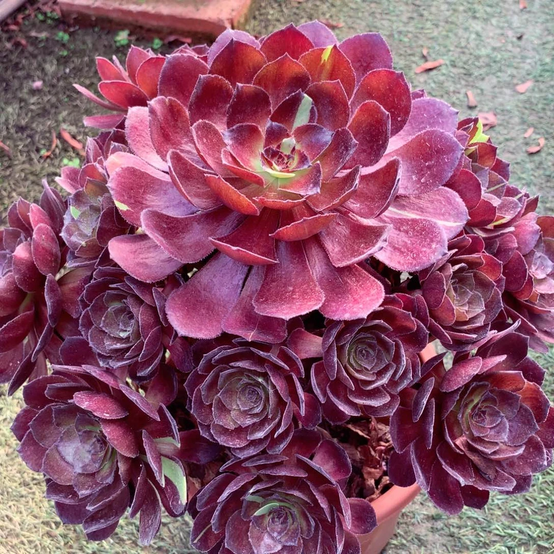 花花公子，多肉植物