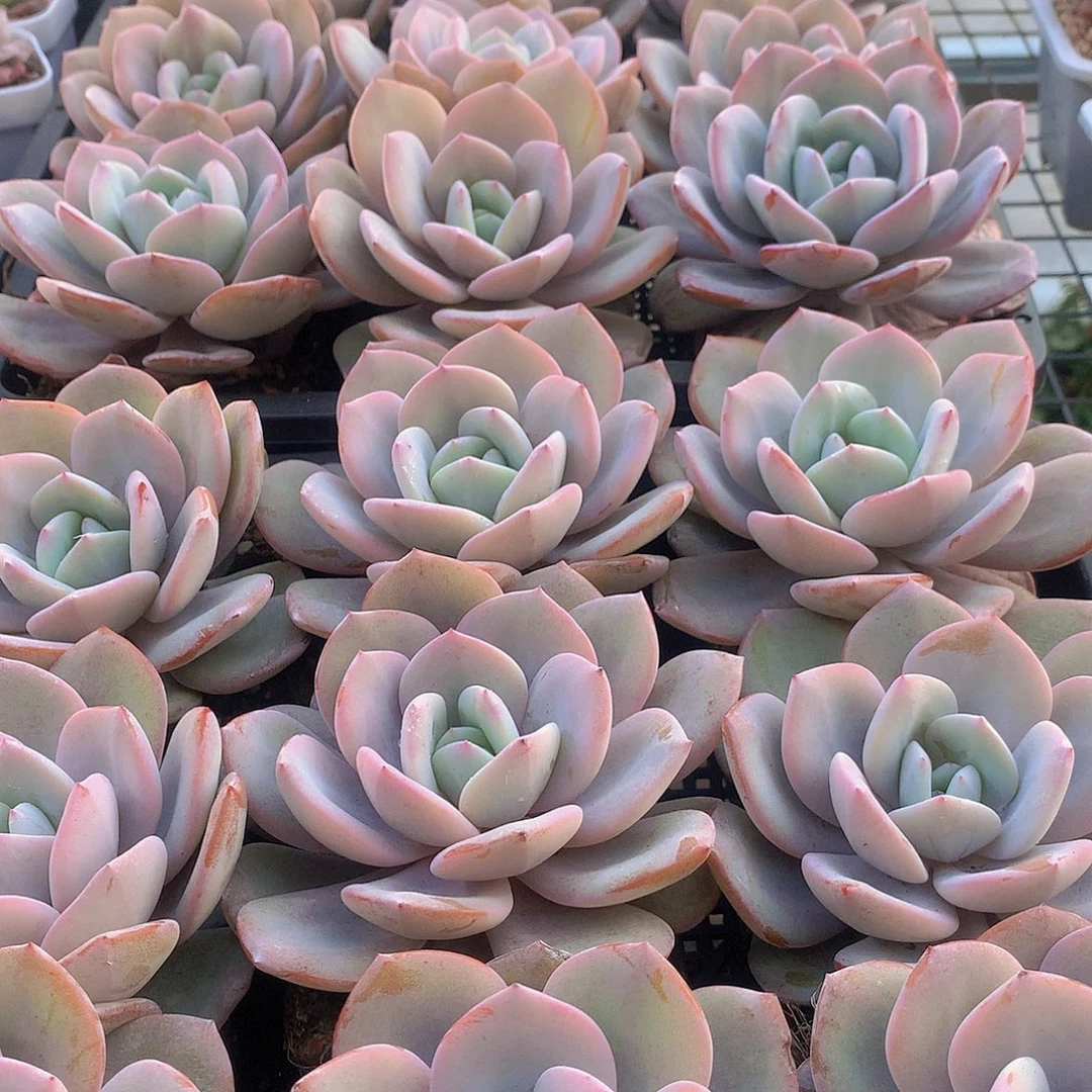 单头韩奶茶45677899900