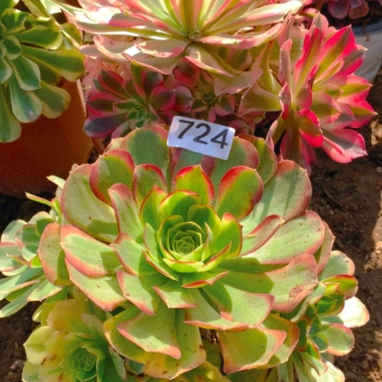 无花朵724多肉植物组合