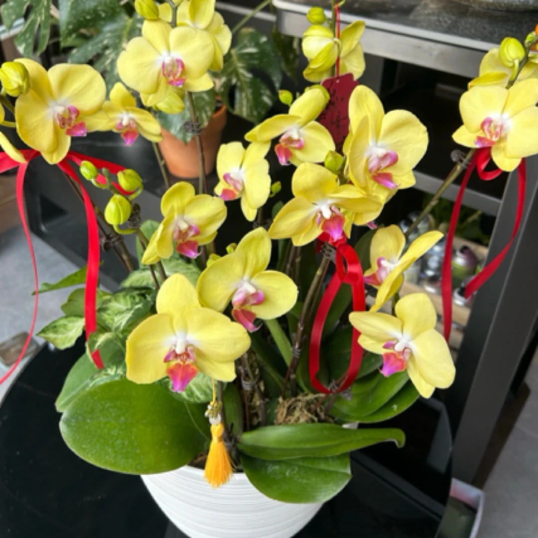 【广州年宵花小时达】精品黄金蝴蝶兰过年开业乔迁送礼送领导同城