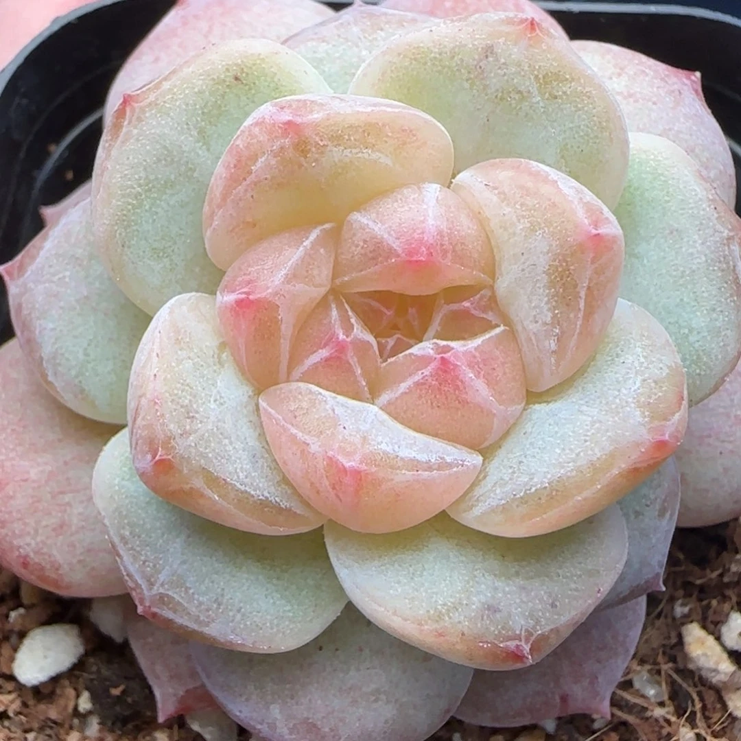 用***5【满29包邮非偏远】746福利