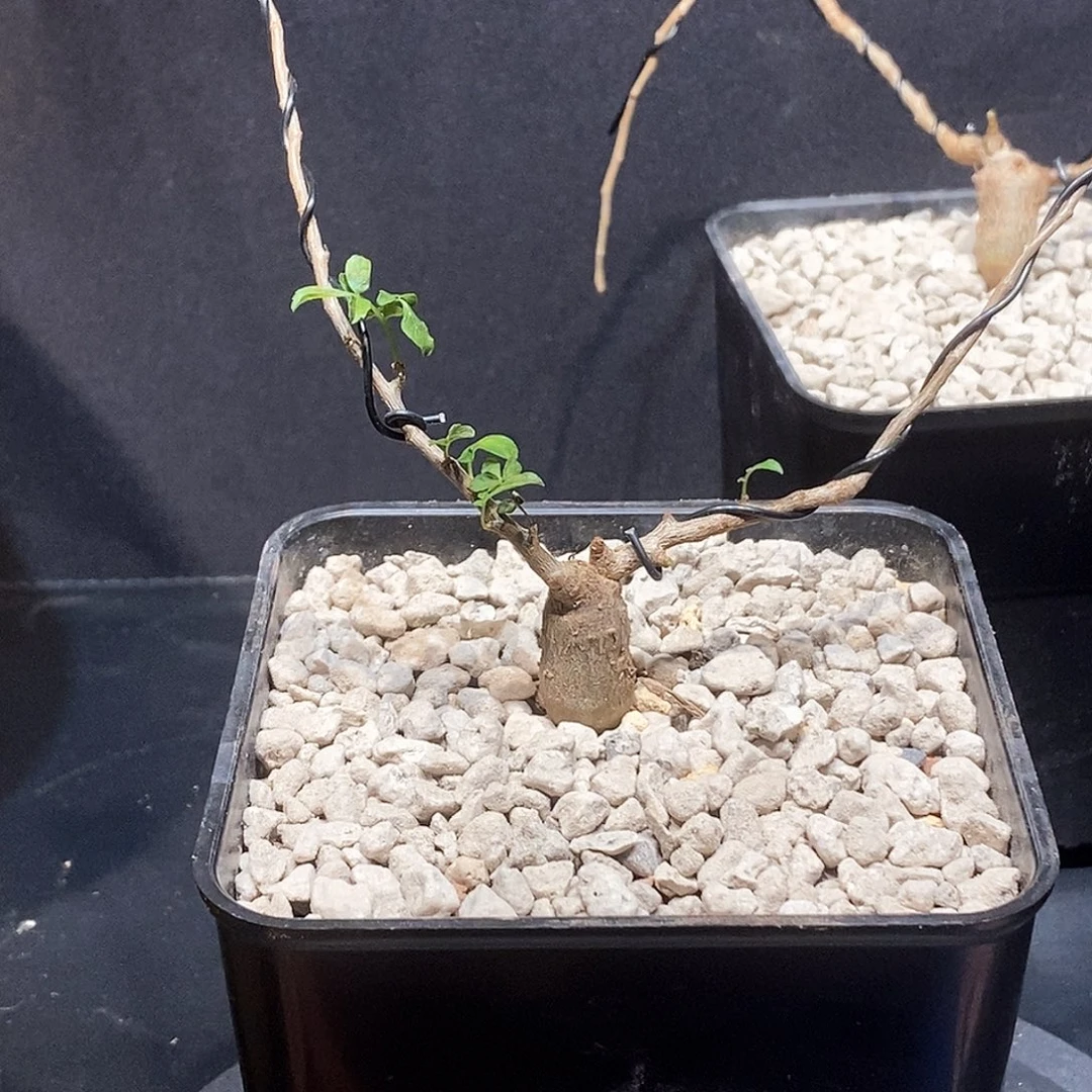 4****念珠实生一个带盆