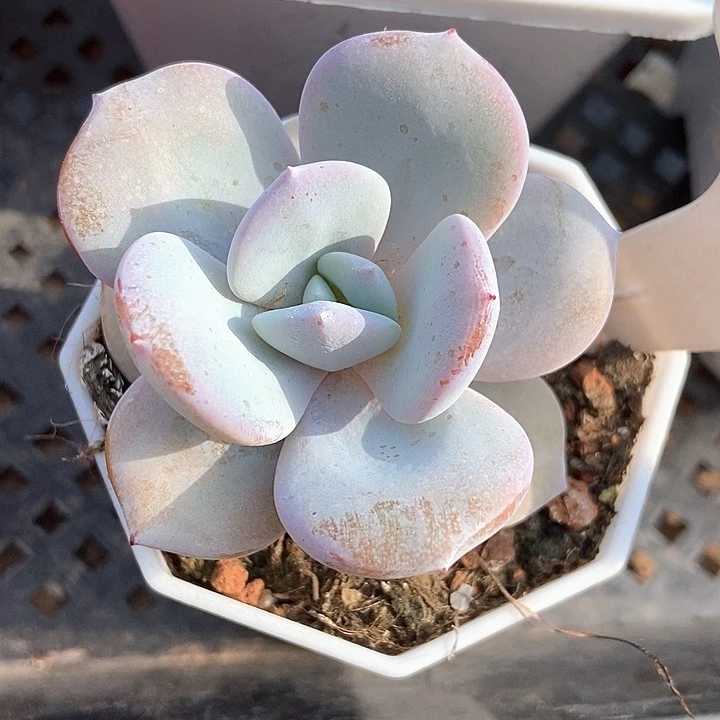 多肉植物韩版奶茶987