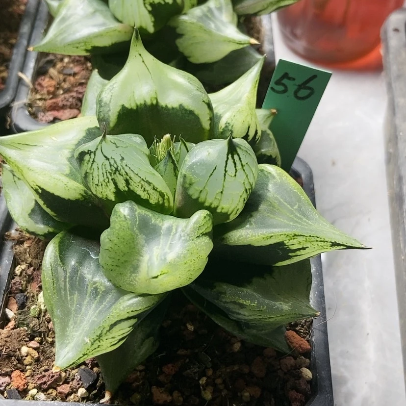 【闪购商品】娟*56裹般若