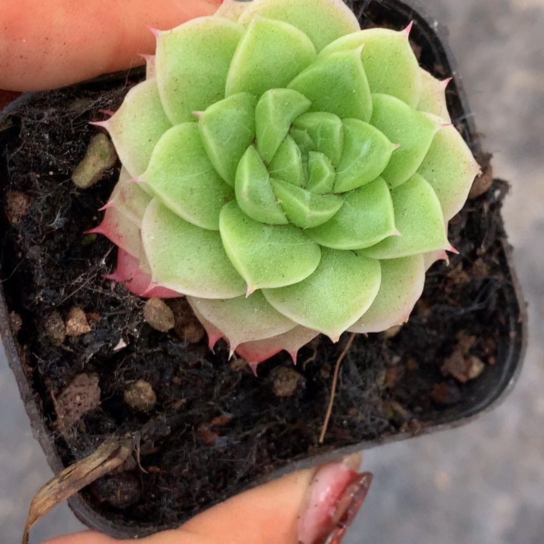 女王优优 （满9.99包邮不满9.99发叶子）