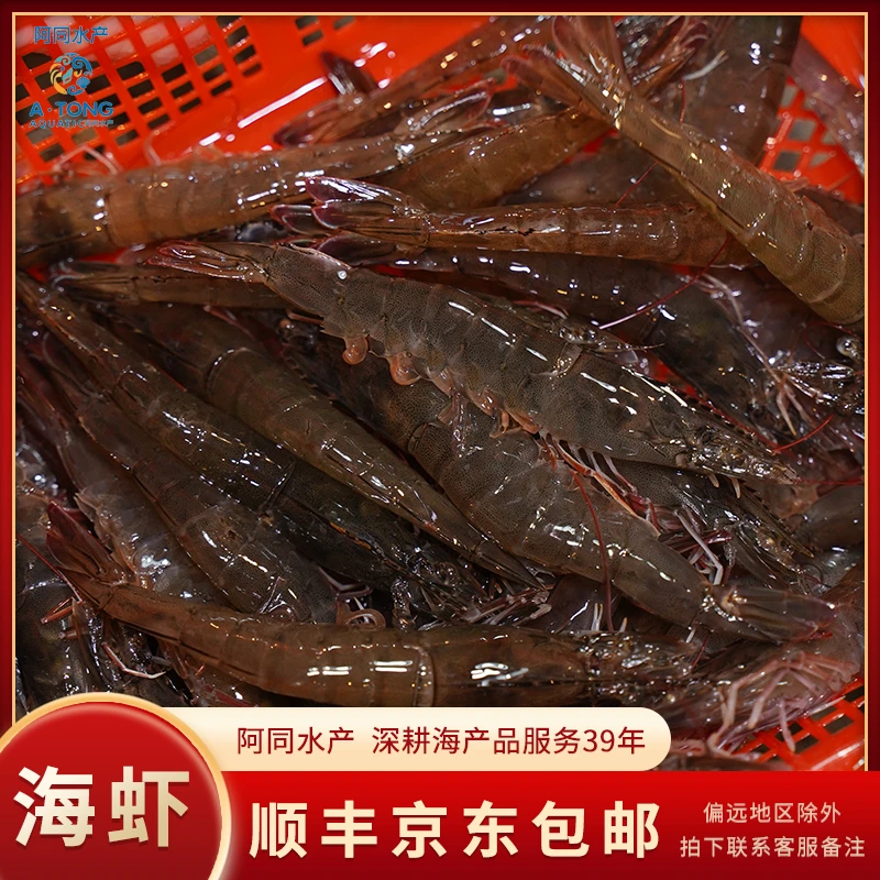 新鲜海捕虾海虾 肉质鲜嫩包鲜不包活全国可拍