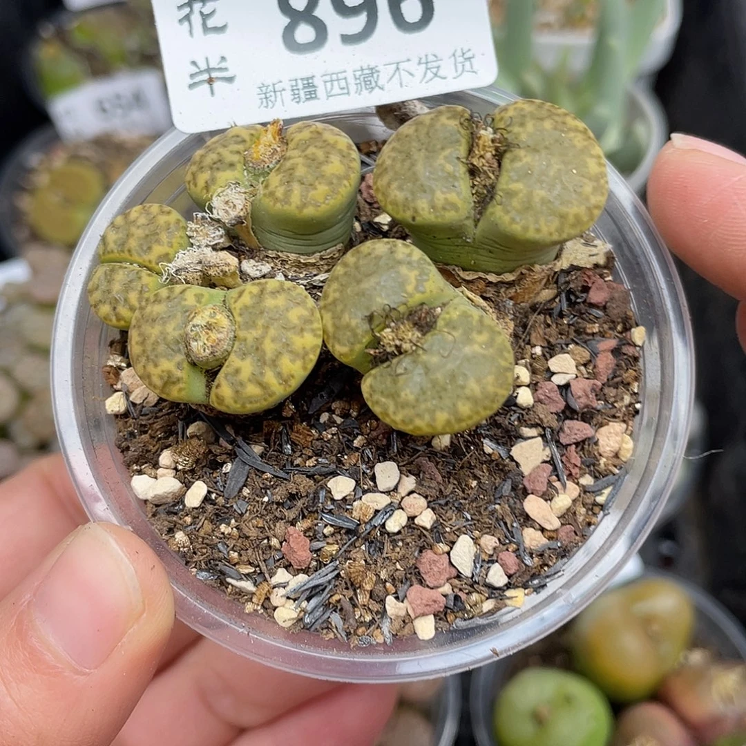 896000000花花花花花花花