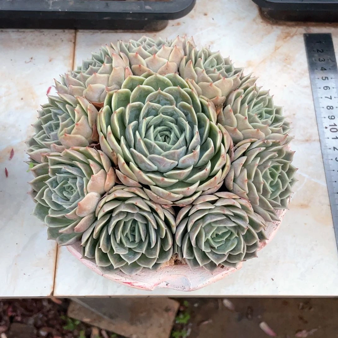 果***贝多肉植物一物一拍
