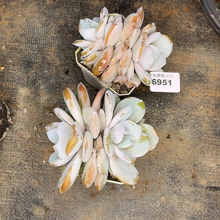 ～***～阿雅园艺。      6951奶茶