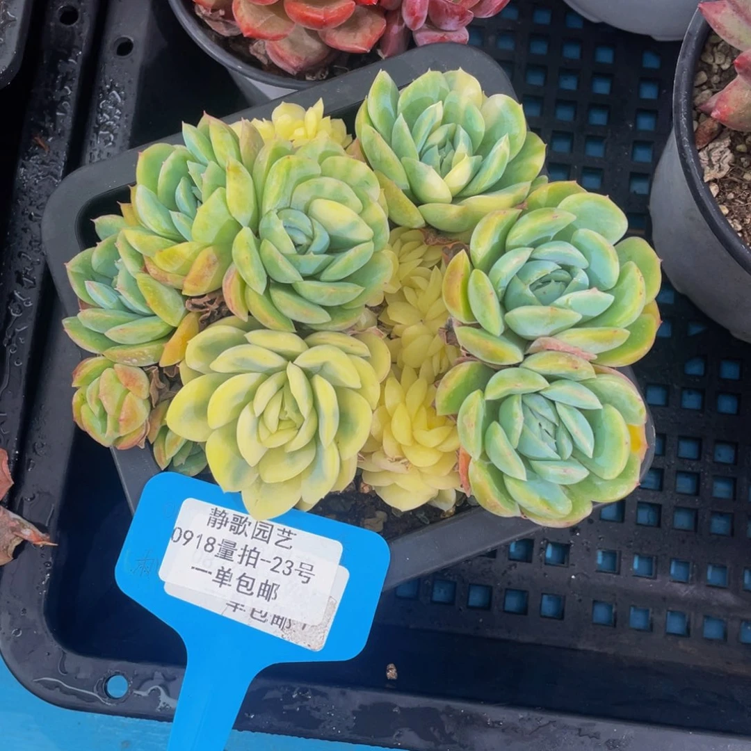 0918-23-颜值贝瑞锦一颗
