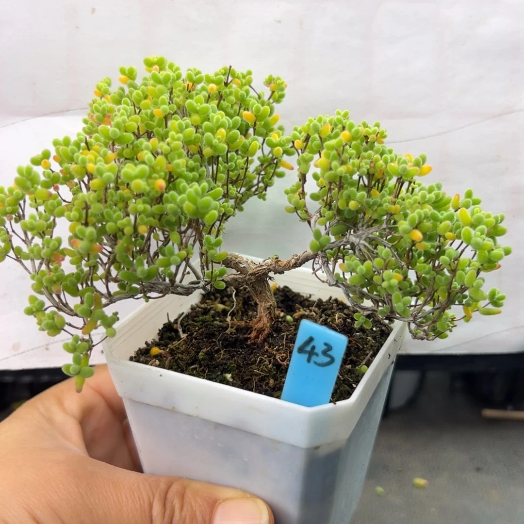 蜜橘糖球三叉造型款43号