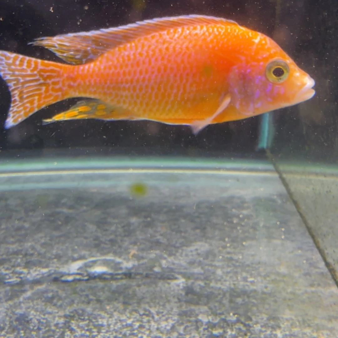 ～***o慈鲷鱼16号火焰红黑沙