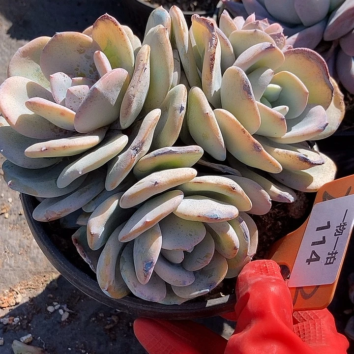 114 一物一拍不退不换