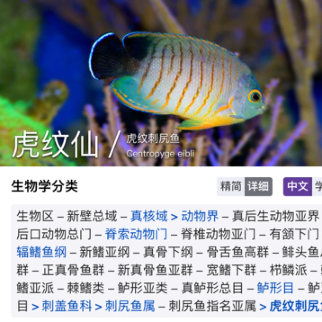 小仙类白点新娘黄新娘蓝圈蓝纹虎纹仙