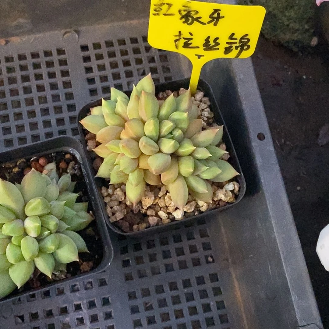 团红象牙，福利多多