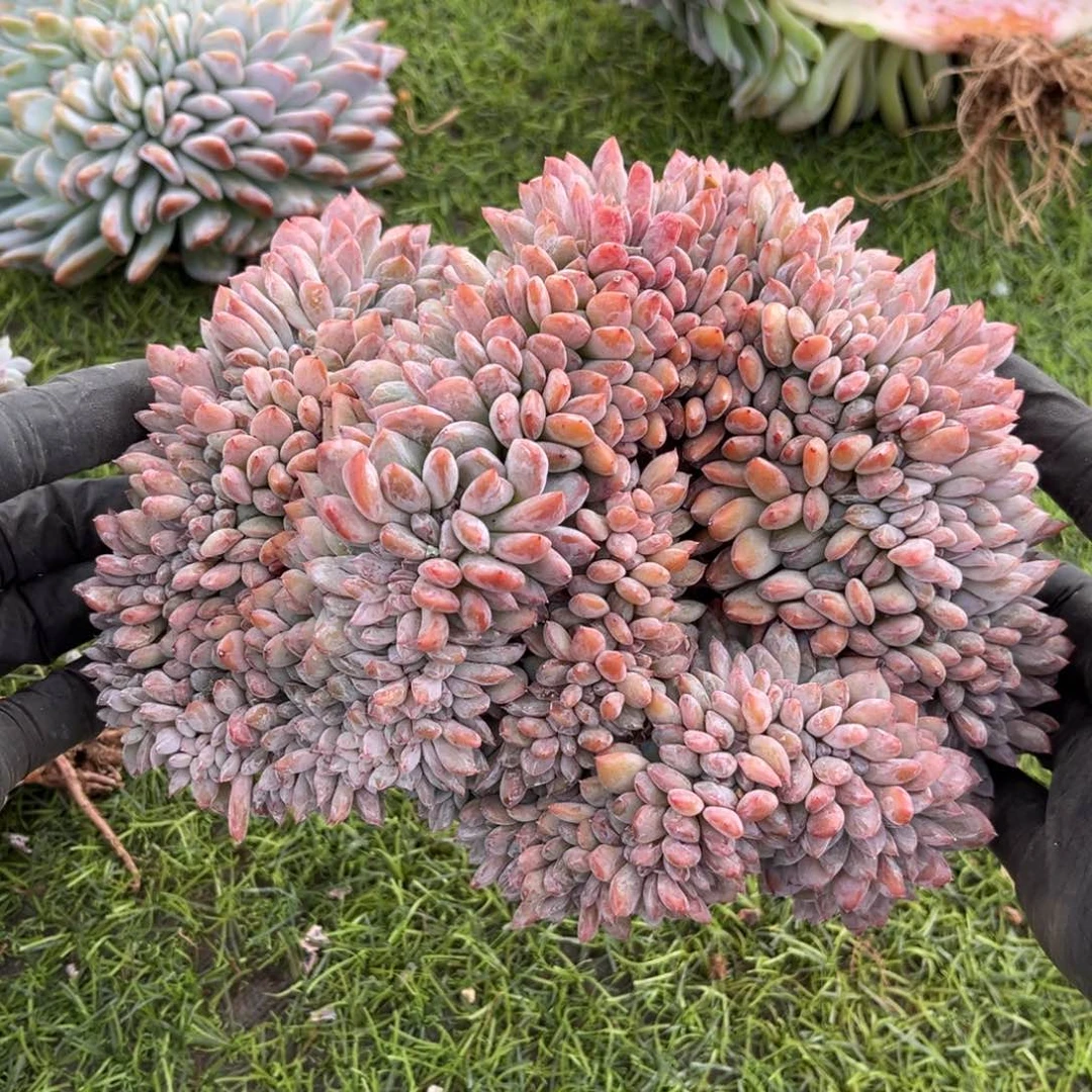 雪天使缀00000000000000