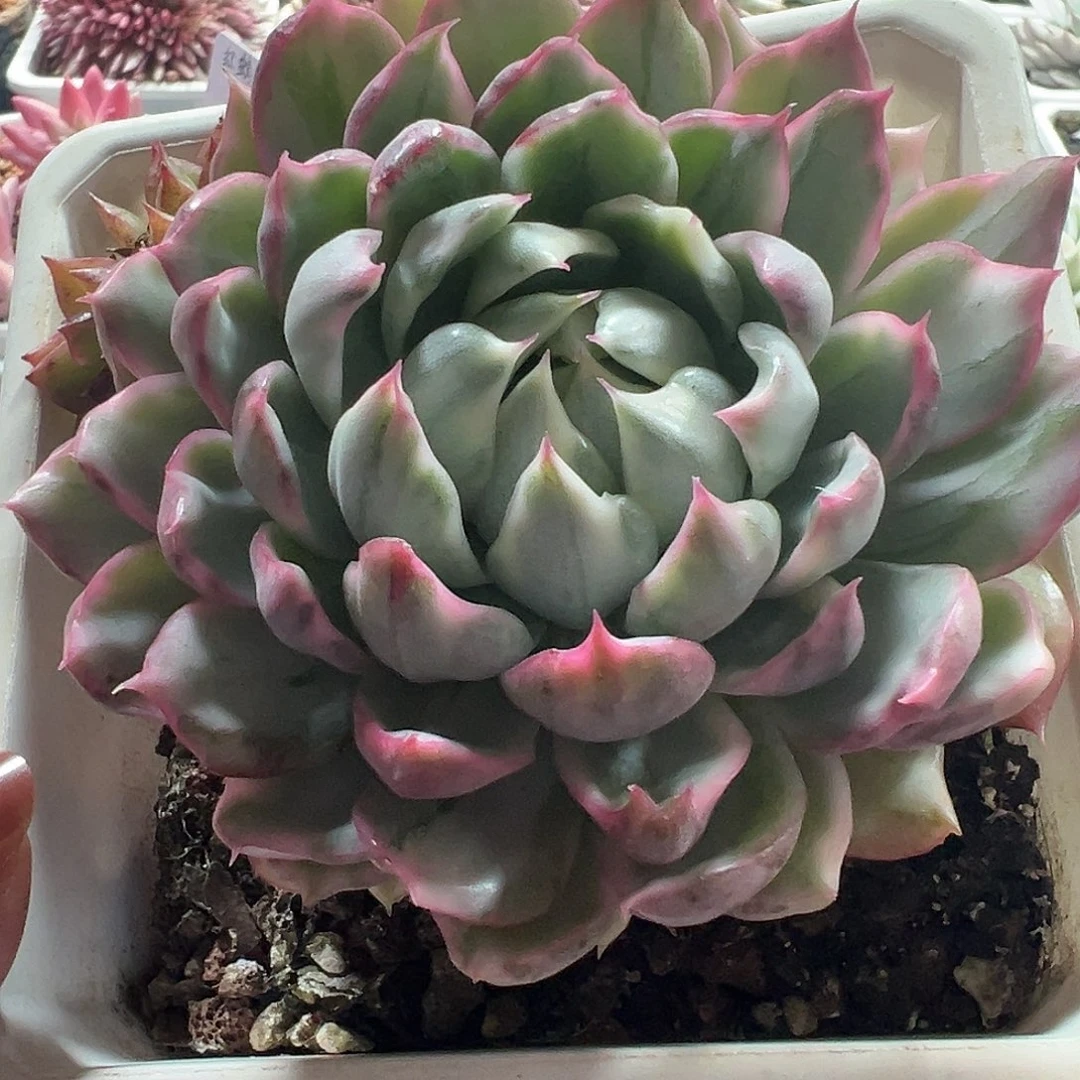 女王玛丽亚锦多肉植物