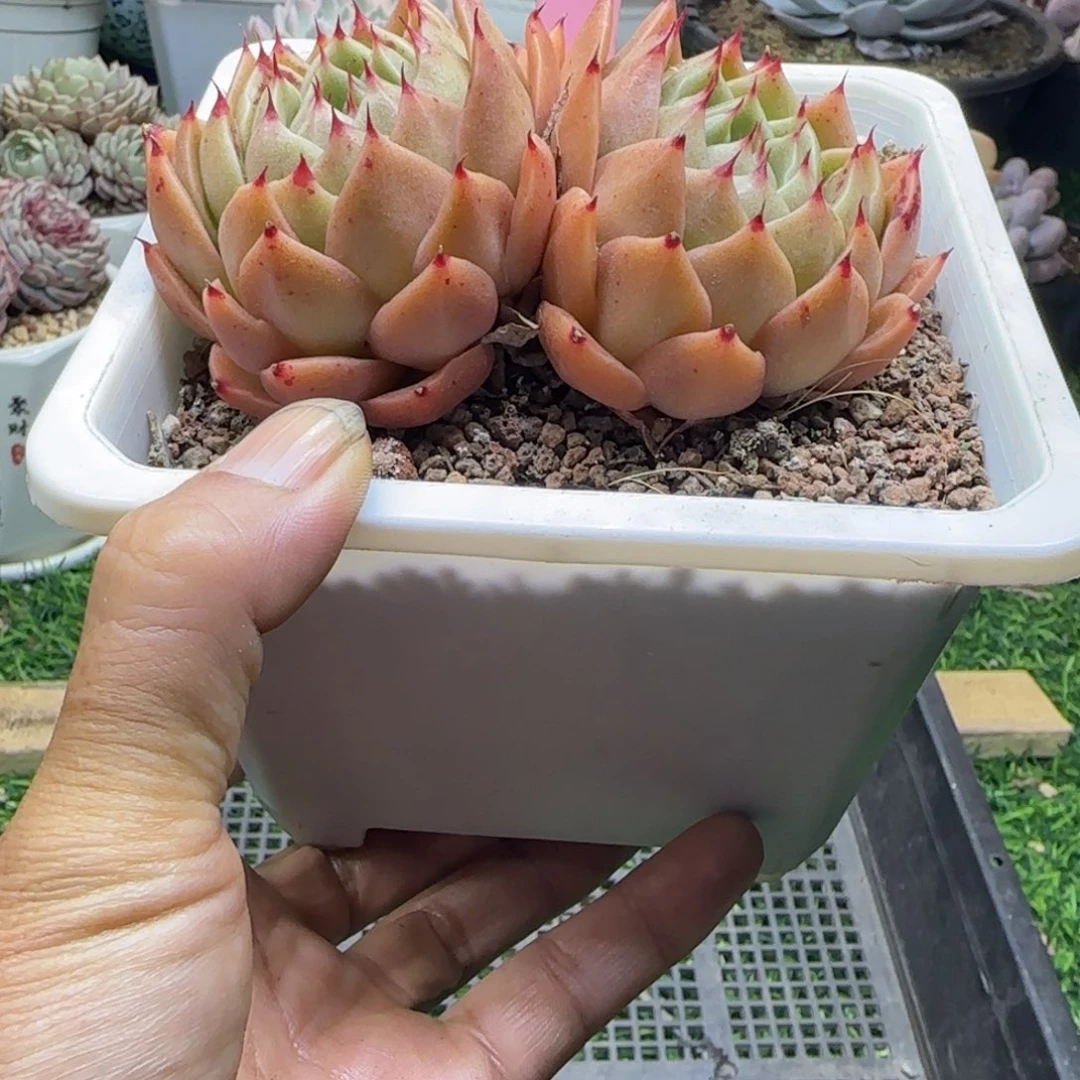 锦安精品多肉植物226
