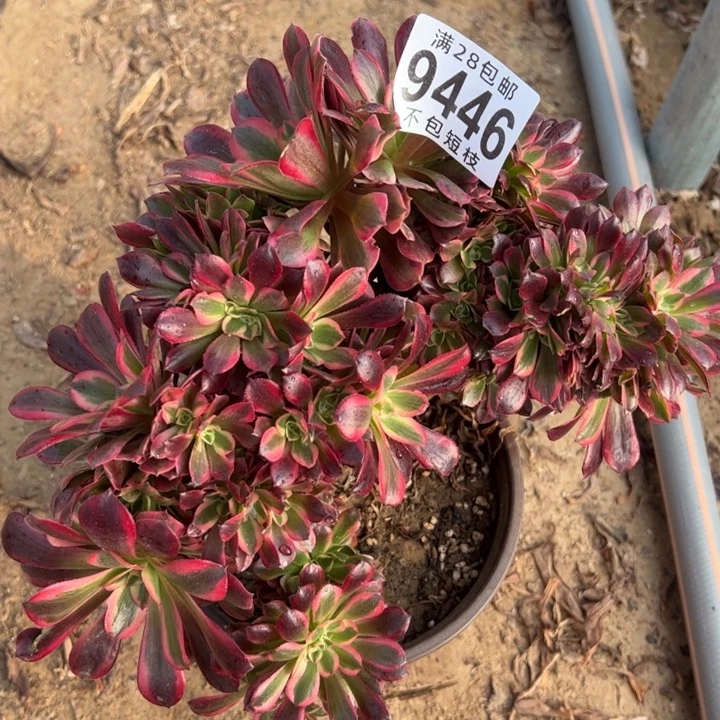 美杜莎缀多肉植物法师9446