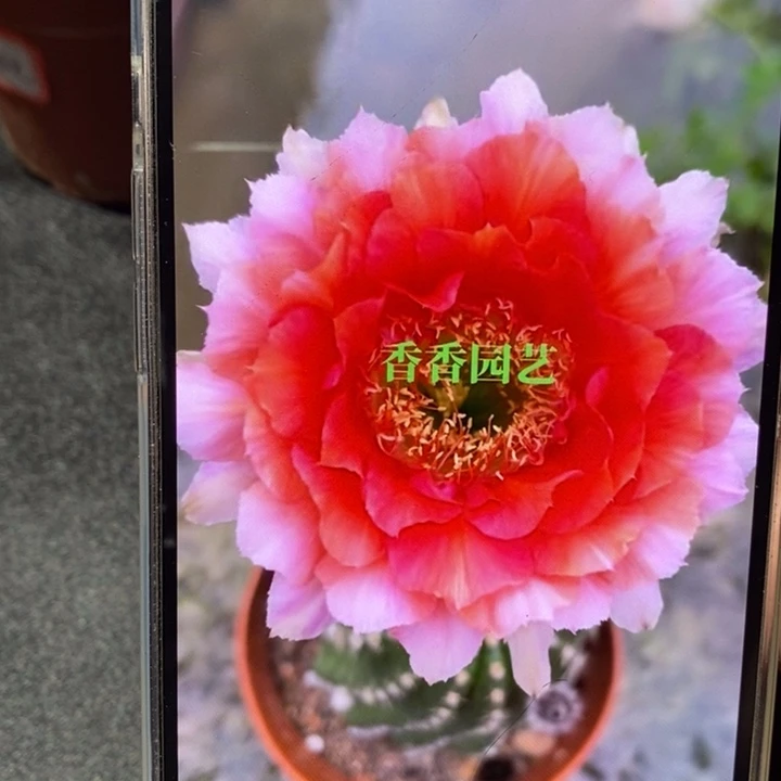 金刚1号瑕疪球柱子